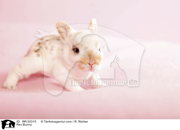 Kleinrex / Rex Bunny / RR-30315