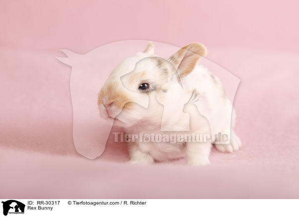 Kleinrex / Rex Bunny / RR-30317