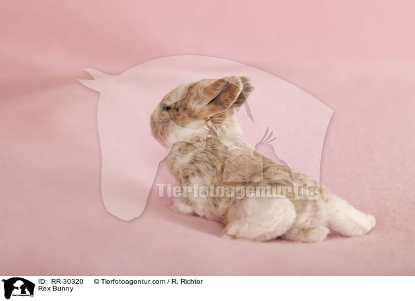 Kleinrex / Rex Bunny / RR-30320
