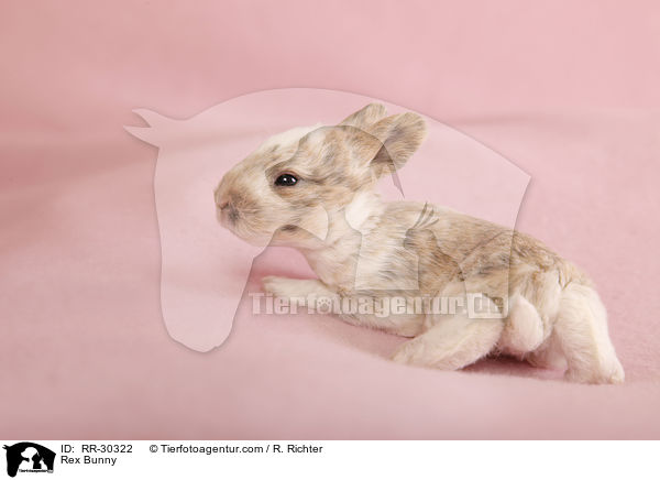 Kleinrex / Rex Bunny / RR-30322