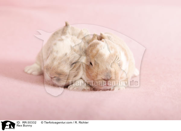 Kleinrex / Rex Bunny / RR-30332
