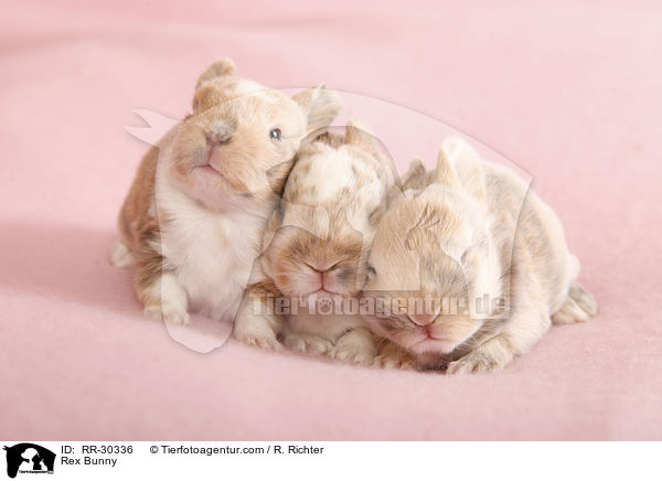 Kleinrex / Rex Bunny / RR-30336