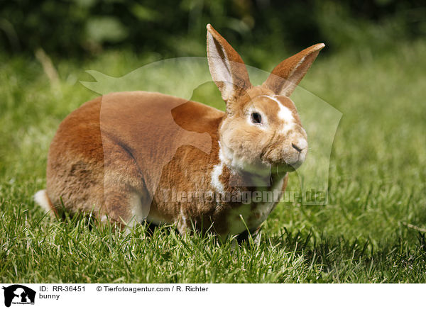bunny / RR-36451