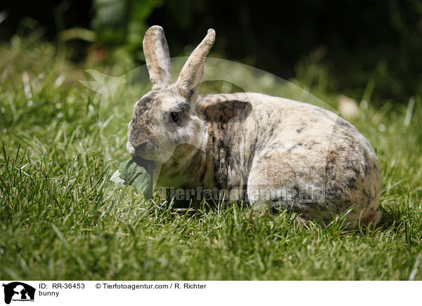 bunny / RR-36453