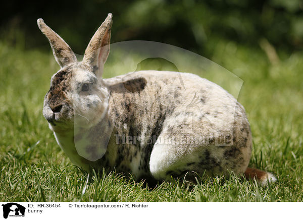 bunny / RR-36454