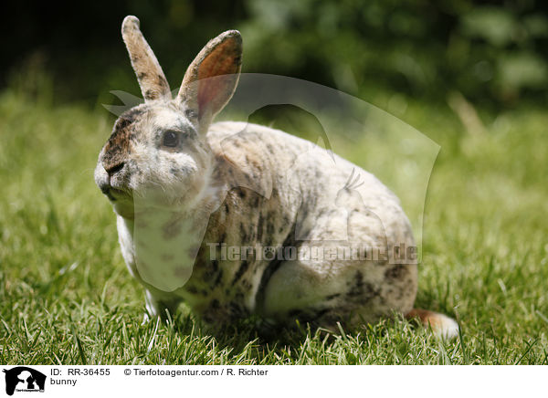 bunny / RR-36455