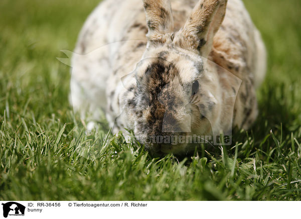bunny / RR-36456