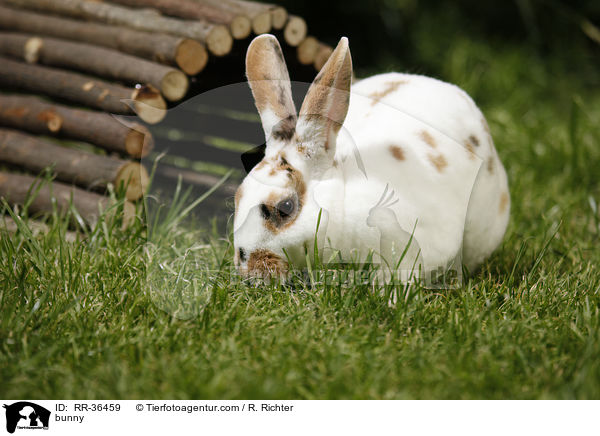 bunny / RR-36459