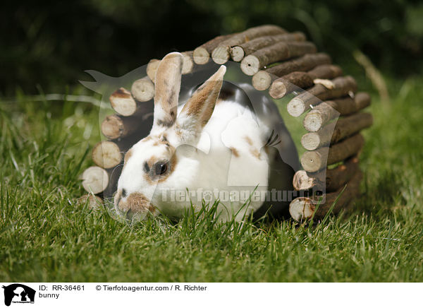 bunny / RR-36461