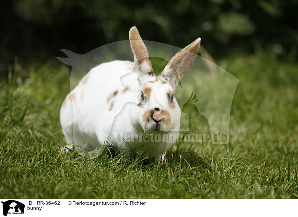 bunny / RR-36462