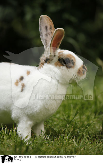 bunny / RR-36463