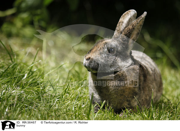 bunny / RR-36467