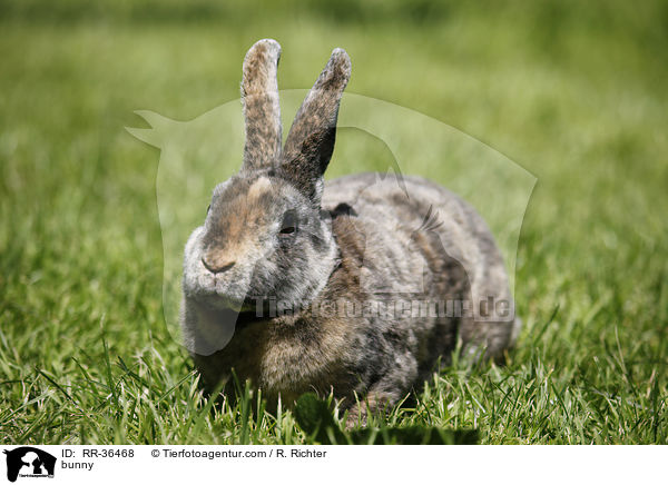 bunny / RR-36468