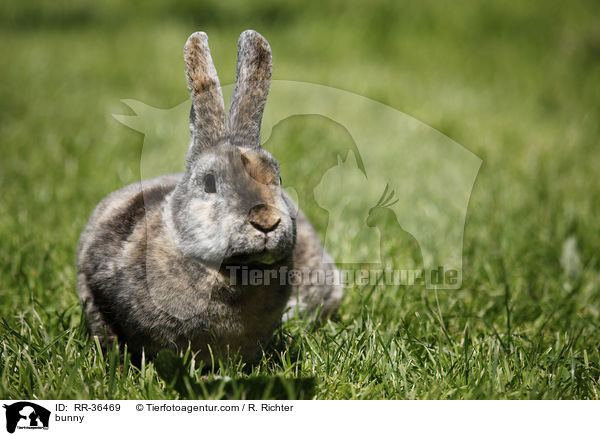 bunny / RR-36469