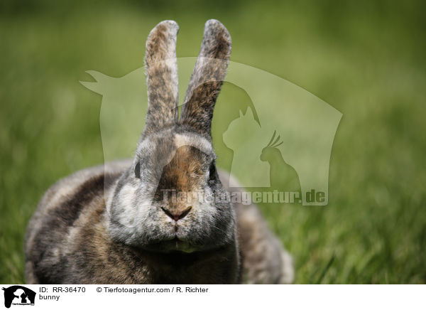 bunny / RR-36470