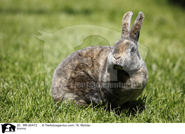 bunny / RR-36472