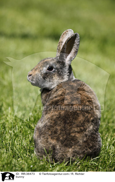 bunny / RR-36473