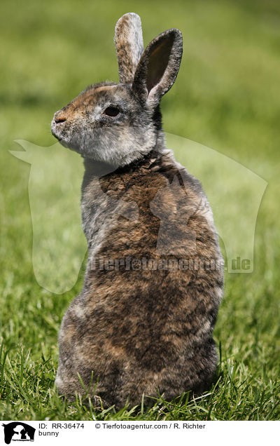 Kleinrex Kaninchen / bunny / RR-36474