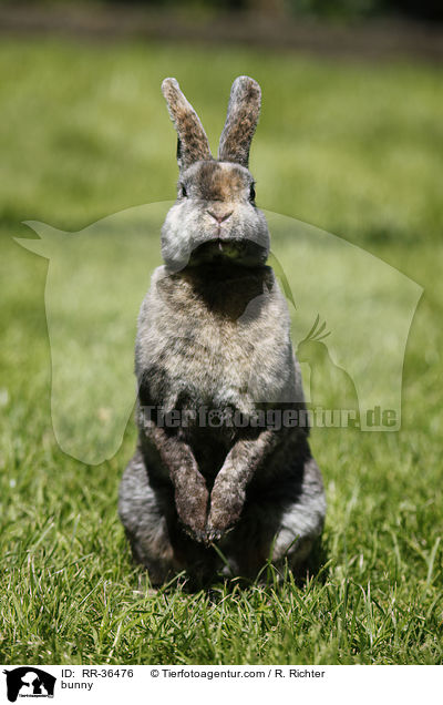 Kleinrex Kaninchen / bunny / RR-36476