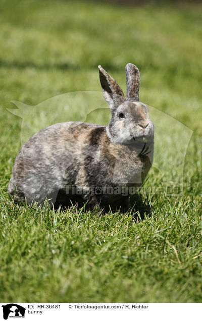 bunny / RR-36481