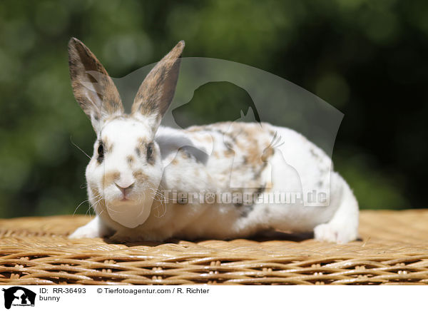 bunny / RR-36493