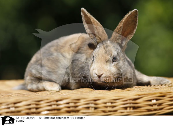 bunny / RR-36494