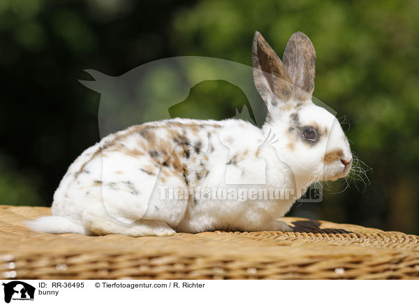 bunny / RR-36495