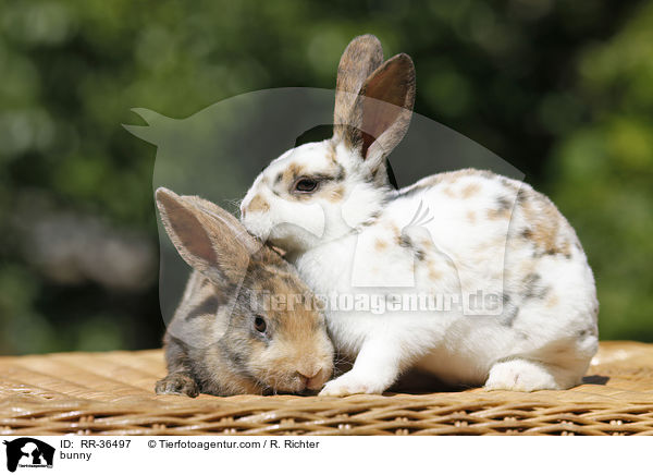 bunny / RR-36497