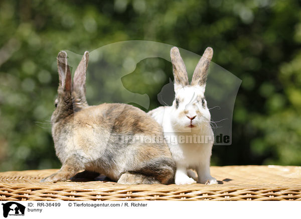 bunny / RR-36499