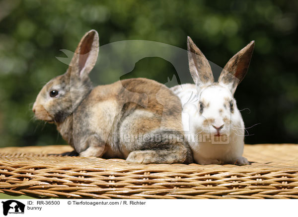 bunny / RR-36500