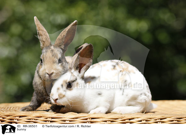 bunny / RR-36501