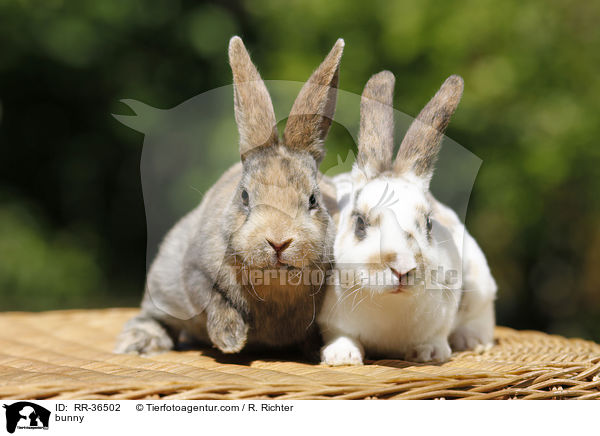 bunny / RR-36502