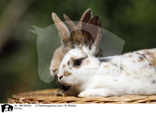 bunny / RR-36505