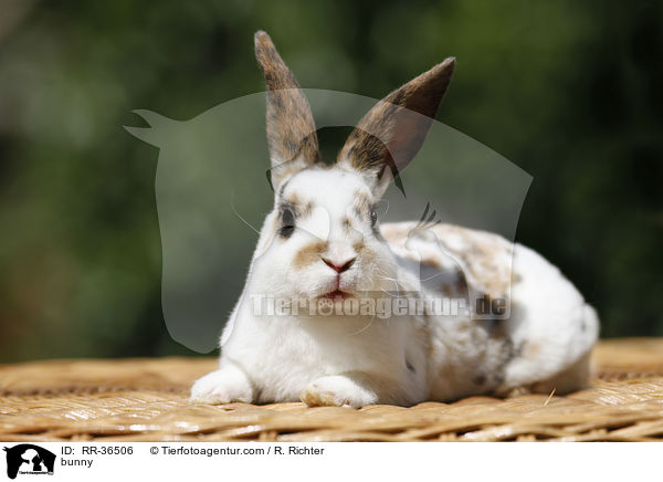 bunny / RR-36506