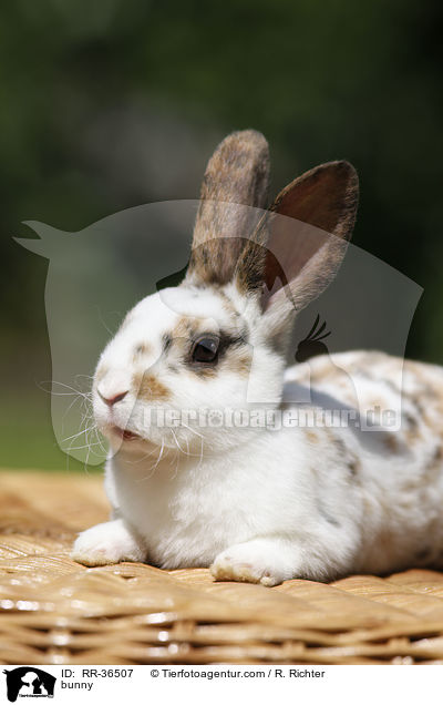 bunny / RR-36507