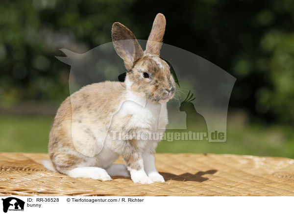 bunny / RR-36528
