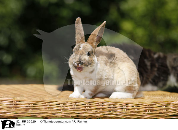 bunny / RR-36529