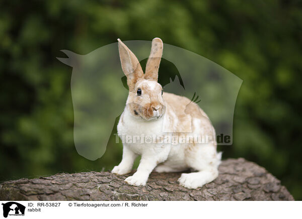 rabbit / RR-53827