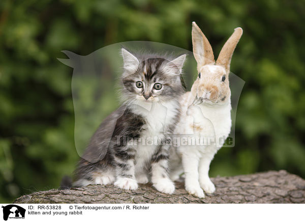 kitten and young rabbit / RR-53828