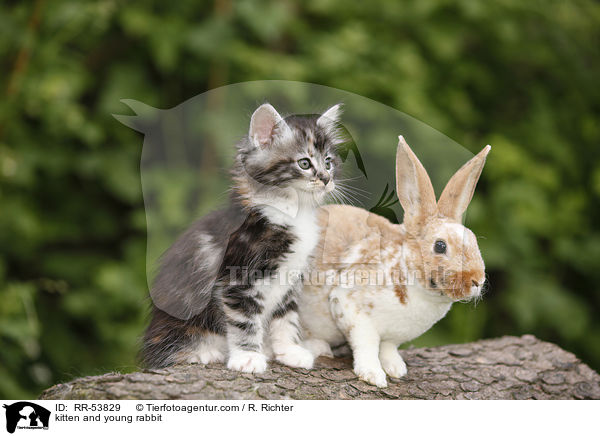 kitten and young rabbit / RR-53829