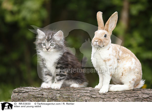kitten and young rabbit / RR-53830