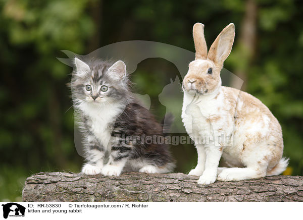 Kaninchen und Ktzchen / kitten and young rabbit / RR-53830