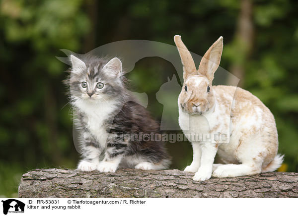 kitten and young rabbit / RR-53831
