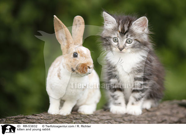 Kaninchen und Ktzchen / kitten and young rabbit / RR-53832