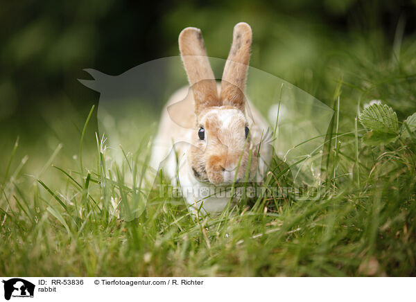 rabbit / RR-53836