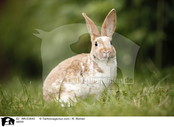 rabbit / RR-53840