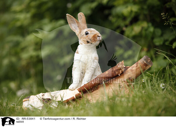 rabbit / RR-53841