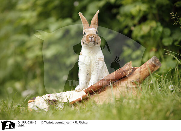 rabbit / RR-53842