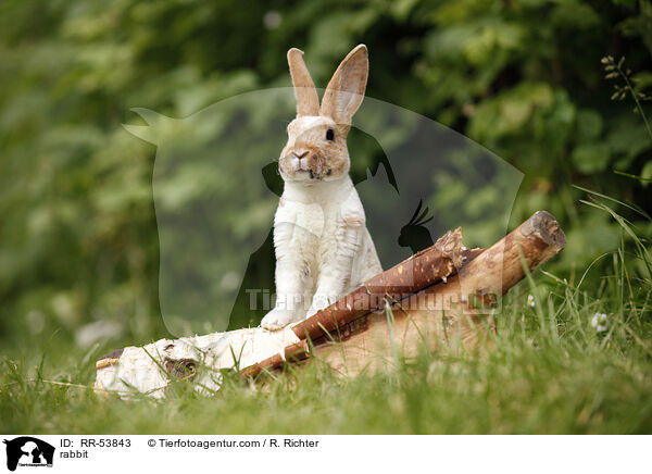 rabbit / RR-53843