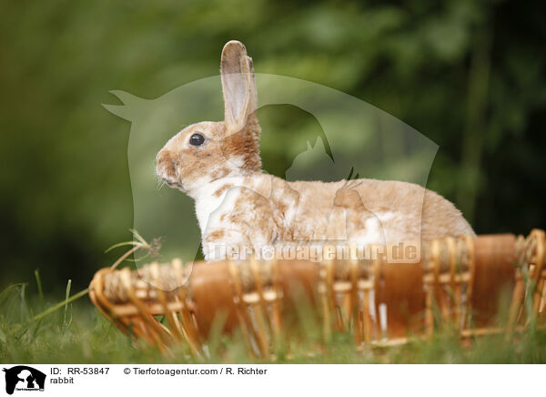 rabbit / RR-53847